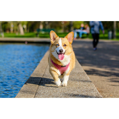 重庆哈巴狗运输