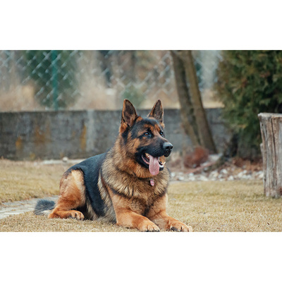 重庆巨型犬运输