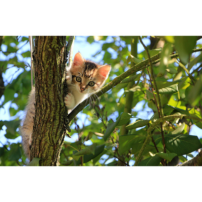 北京流浪猫运输